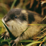 Lemming