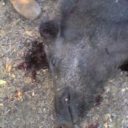 |FaLLeN|PuppetMaster