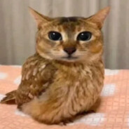 erie's avatar