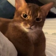 奖励我吃包趣多多得了