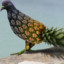 Pineapple Pigeon