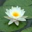 White Lotus