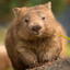 WOMBAT