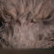 阿波次的个佛呢