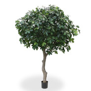 ต้นโอ๊ก