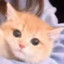 偷懒の猫