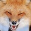 Boisterous Fox