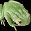 Sploinky The Frog