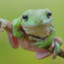 smilingfrog