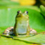 frog