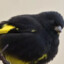 BigBlackSiskin