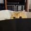 The Hiding Cat