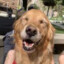 Therapy Dog