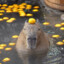 Capybara