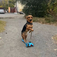 шмурдяк