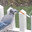 BleuJay4443's Avatar