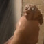 dobby