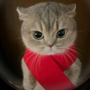 爱吃鱼鱼的猫猫