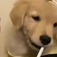 美丽的小姐 我叫GG Bond