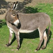 Donkey_30.skins.army avatar