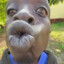 Magumba