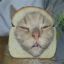 bread cat