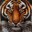 Tiger&#039;s_Eye_