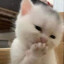 mochimochi