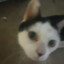 Buddy D. Cat