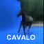 CAVALO