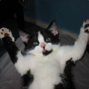Malibu - steam id 76561197961475001