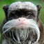 Wise_Old_Monkey