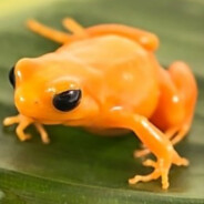 Golden Mantella