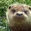 Hungry_Otter­™