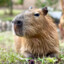 CAPYBARA