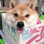 蛋泥儿