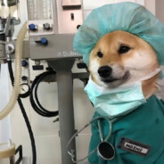 翻斗花园第一狙击手