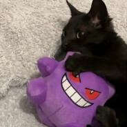 鬼斯通误食皮可西