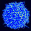 T Lymphocyte