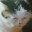 Jungle_Schmeat