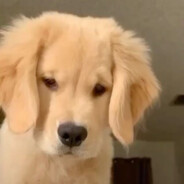 全图透视AI自动捕羊加微