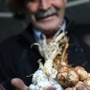 Garlic Farmer