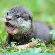 Otter