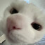 Katten