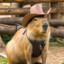 Capybara