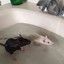 rat&amp;rat&amp;rat&amp;rat&amp;rat&amp;rat