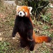 Red panda