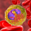 ✪ neutrophil granulocyte
