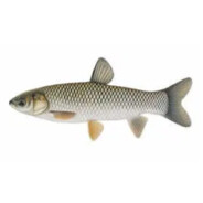 Grass Carp