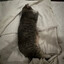 ognam